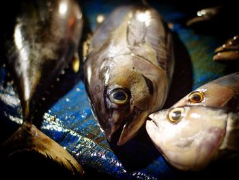 Close-up of fish for sale in market