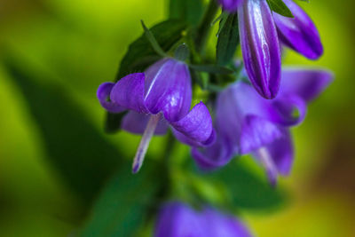 Close-up of purple flower