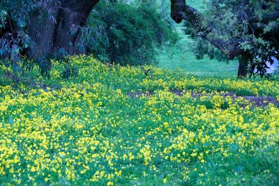 Flowers growing on tree