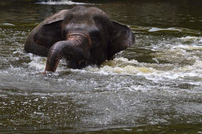 Elephant in river