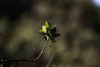 Close-up of flowering plant