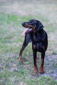 Big black doberman happy pets life concept dog paw 