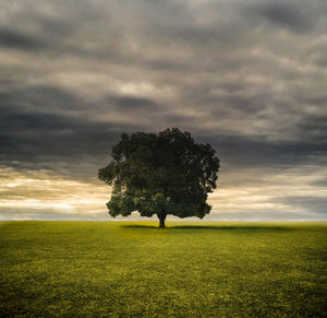 Trees on field against cloudy sky