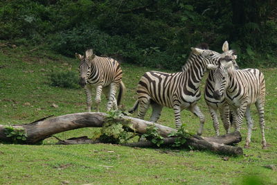 Zebras in a field