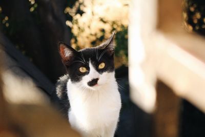 Close-up portrait of cat