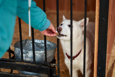 Midsection of person holding cat in cage