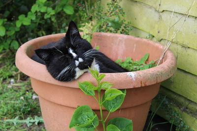 Cat sleeping in pot at yard
