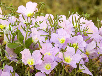 Close-up of pink flowering plants