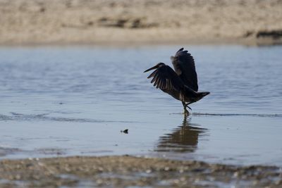 Bird flying over lake