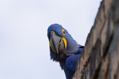 Low angle view of bird perching against clear sky