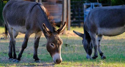 Horses grazing in a field