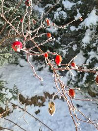 Close-up of red berries on tree during winter