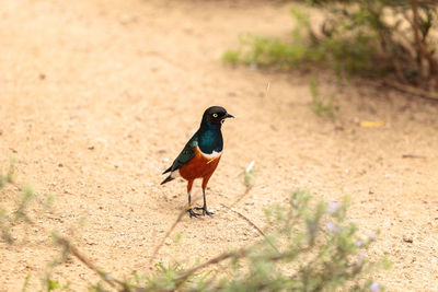 Close-up of bird perching on ground