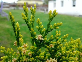 Close-up of yellow flowers blooming outdoors