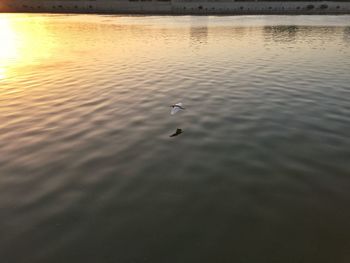 Birds in calm water