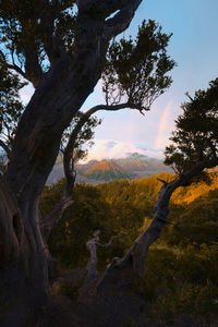 Trees on landscape against sky