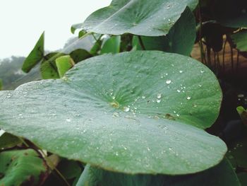 Close-up of wet plant