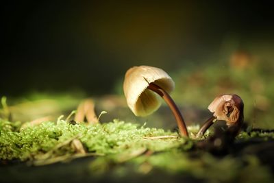 Close-up of mushroom growing on field