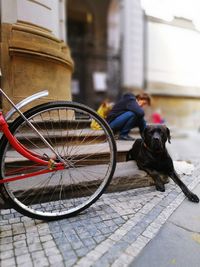 Dog by bicycle and person on steps