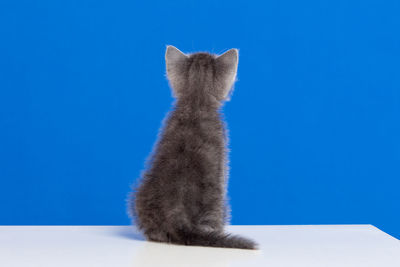 Cat looking away against blue background