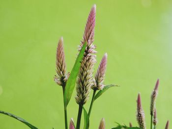 Close-up of flowers against blurred background