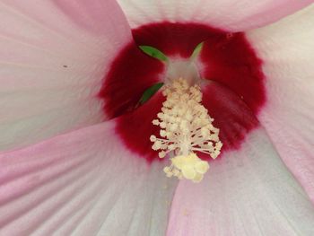 Close-up of pink flower