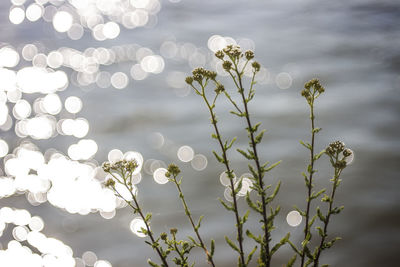 Close-up of plant against sky