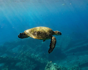 View of turtle swimming in sea