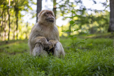 Monkey sitting in a field