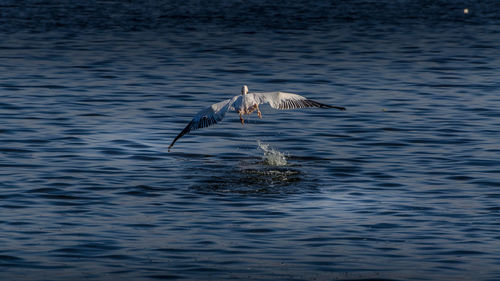 Seagulls flying over lake