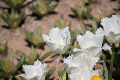 Close-up of white tulips blooming in park