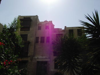 Low angle view of palm trees and buildings against sky