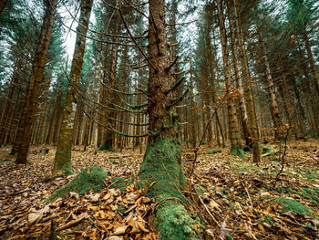 Low angle view of pine trees in forest