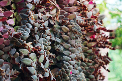 Full frame shot of plants