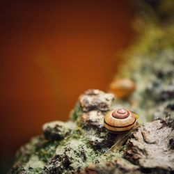 Close-up of snail on rock