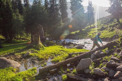 Stream flowing through forest