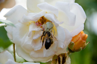 High angle view of insect pollinating on flower