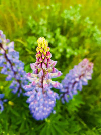 Close-up of fresh purple flowers blooming outdoors