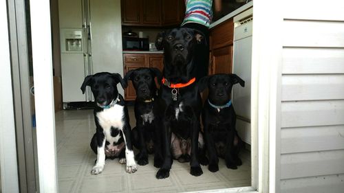 Black dog