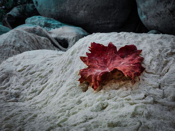 Close-up of autumn leaves on rock