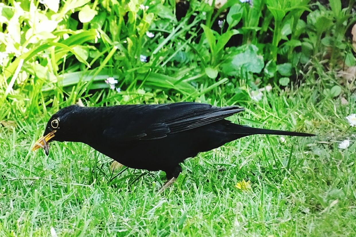 animal themes, grass, animals in the wild, one animal, wildlife, bird, field, grassy, green color, side view, black color, full length, nature, plant, close-up, no people, growth, outdoors, day, beauty in nature