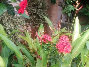 Close-up of flowers growing outdoors