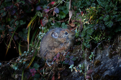 Close-up of squirrel