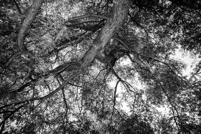 Low angle view of trees in forest