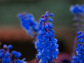 Close-up of blue flowering plant