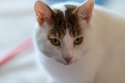 Close-up portrait of cat