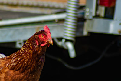 Close-up of a bird