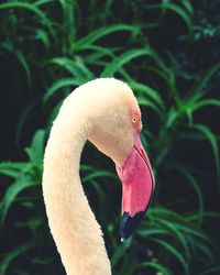 Close-up of bird