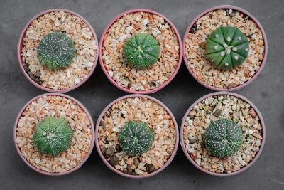 High angle view of potted plants on table