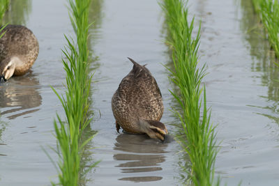 Duck in lake